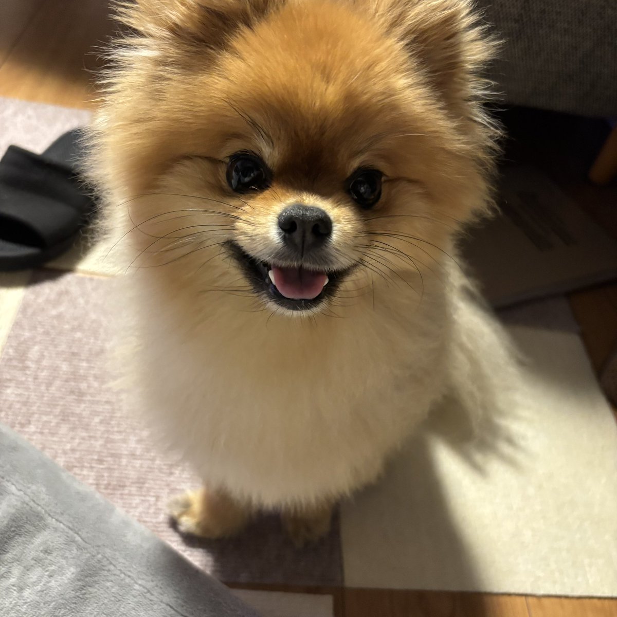 nmk_nums's tweet photo. 愛犬の日なんだ
#愛犬の日 https://t.co/lZRFTzgmqB