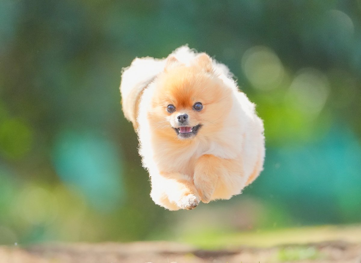 nmk_nums's tweet photo. 愛犬の日なんだ
#愛犬の日 https://t.co/lZRFTzgmqB