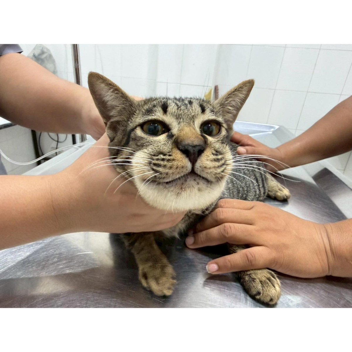 Ahquotee's tweet photo. Seekor kucing di Roi Et mengalami pembengkakan wajah setelah diberi obat parasetamol oleh pemiliknya yang berharap obat tersebut bisa mengatasi kondisi lesu pada hewan peliharaannya. Menurut pihak Baan Sat Yim Animal Hospital, kondisi kucing justru memburuk setelah mengonsumsi obat tersebut. Menanggapi kasus ini, dosen Kedokteran Hewan Universitas Gadjah Mada, Slamet Raharjo, menjelaskan bahwa parasetamol berbahaya bagi kucing karena zat tersebut tidak dapat didegradasi oleh tubuh mereka, sehingga bisa menyebabkan keracunan akut yang fatal.😢😢😢