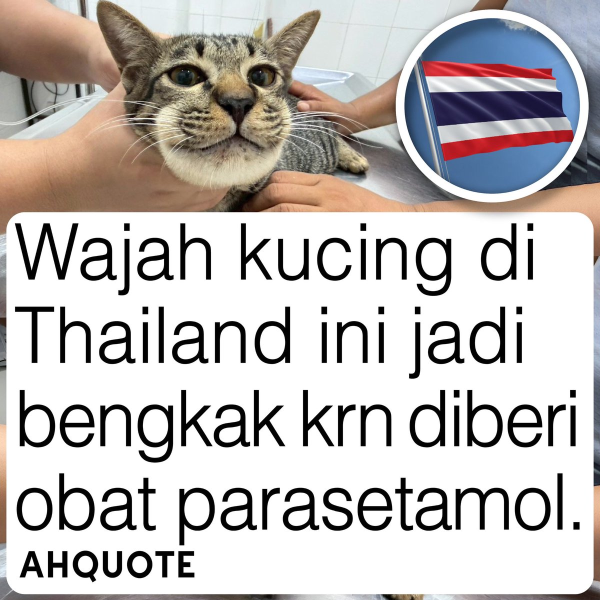Ahquotee's tweet photo. Seekor kucing di Roi Et mengalami pembengkakan wajah setelah diberi obat parasetamol oleh pemiliknya yang berharap obat tersebut bisa mengatasi kondisi lesu pada hewan peliharaannya. Menurut pihak Baan Sat Yim Animal Hospital, kondisi kucing justru memburuk setelah mengonsumsi obat tersebut. Menanggapi kasus ini, dosen Kedokteran Hewan Universitas Gadjah Mada, Slamet Raharjo, menjelaskan bahwa parasetamol berbahaya bagi kucing karena zat tersebut tidak dapat didegradasi oleh tubuh mereka, sehingga bisa menyebabkan keracunan akut yang fatal.😢😢😢