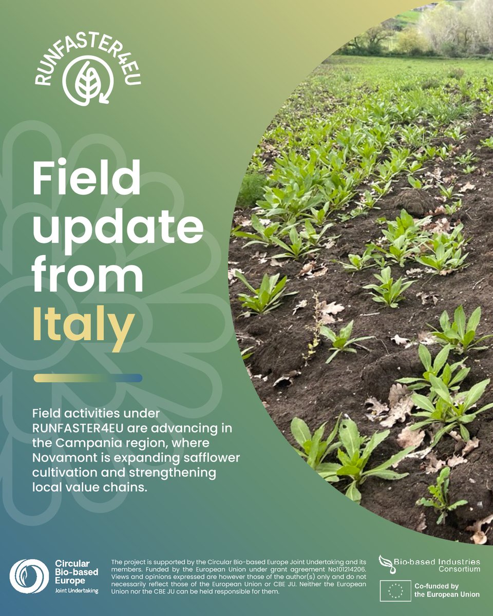 Runfaster4EU's tweet photo. 🌱 Field update from Italy

Field activities under #RUNFASTER4EU are advancing in the Campania region, where Novamont is expanding safflower cultivation and strengthening local value chains.

👉 Read the full update on our website: https://t.co/3K405h4hh5

#CBEJU #fieldupdates https://t.co/ZvYrcl0KLi