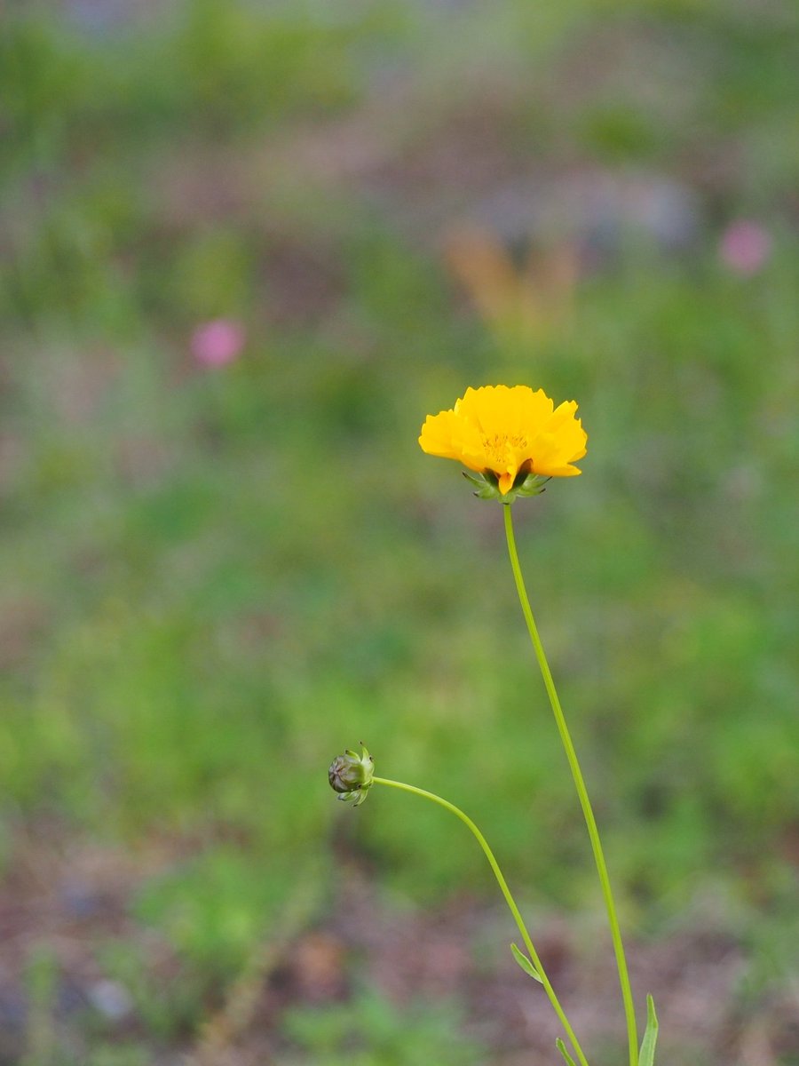 HappyClover tweet media