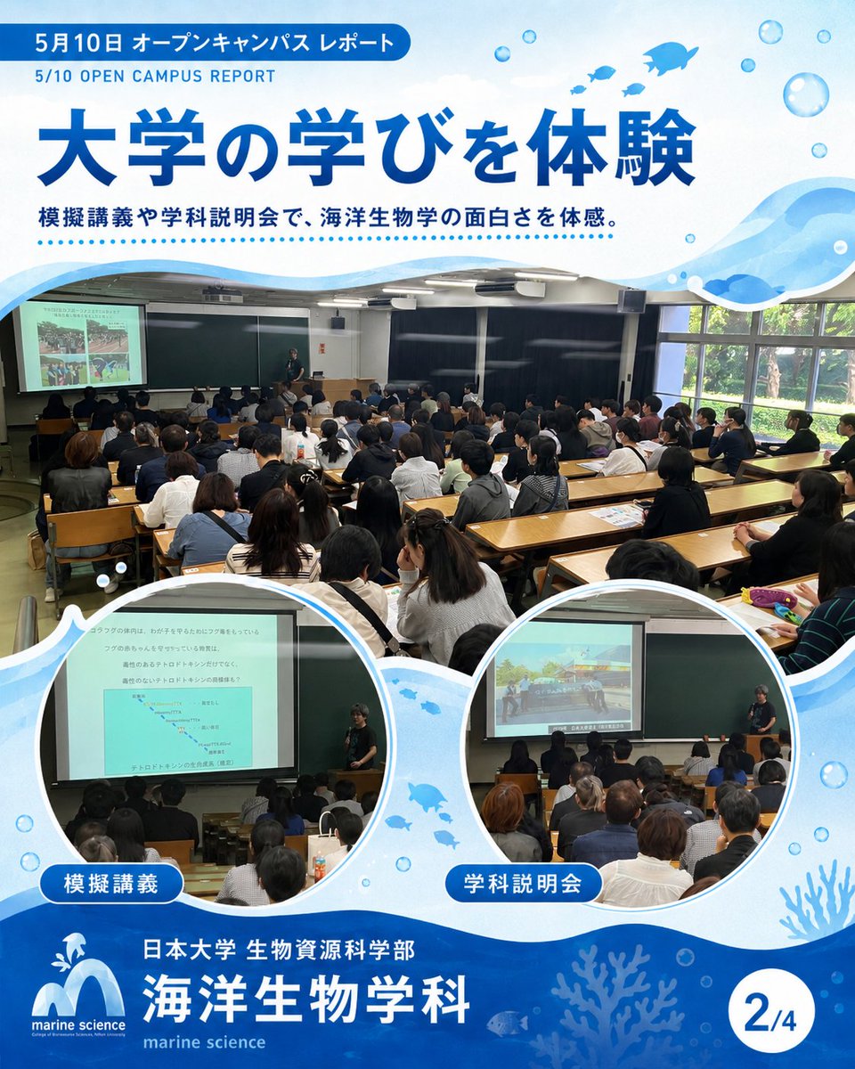 MsrNihon's tweet photo. 延べ1,000人超え、ありがとうございました！🌊
5月10日のオープンキャンパス、海洋生物学科ブースに本当にたくさんの高校生・保護者の方が来てくださいました✨
学科説明会では、入試や学びの内容をじっくり解説。
模擬講義では、海の生きものの不思議に迫る最前線をお届けしました。
教員や大学院生との個別相談では、「研究って実際どんな感じ？」「学生生活は？」など、リアルな声が飛び交いました。
そして研究室開放📣
普段は見られない実験機器や標本、フィールドワーク（実際の海や川での調査）の様子に、目を輝かせる高校生の姿が印象的でした。
海への一歩、ここから始めてみませんか？🐟
次回オープンキャンパスや学科の最新情報は、プロフィールのリンクからチェック！個別の質問はDMでもOKです。

#日大 #日本大学 #生物資源科学部 #生物資源 #海洋 #海洋生物学科
#オープンキャンパス #大学選び #理系女子 #高校生
#フィールドワーク #海洋研究 #水産学
#研究室紹介 #海好きと繋がりたい
