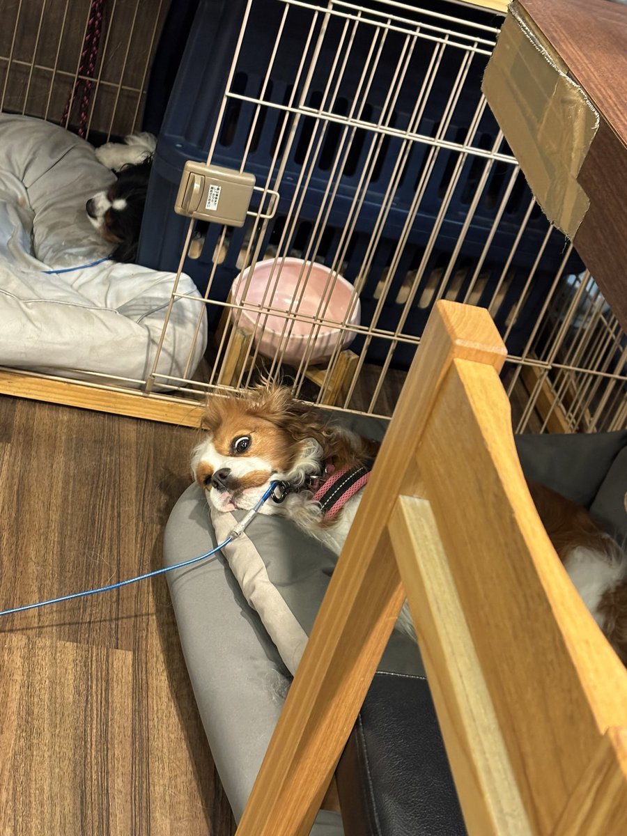 misa_cavalier's tweet photo. 今日の串銀蔵🐶 https://t.co/JxENdsN1Sj