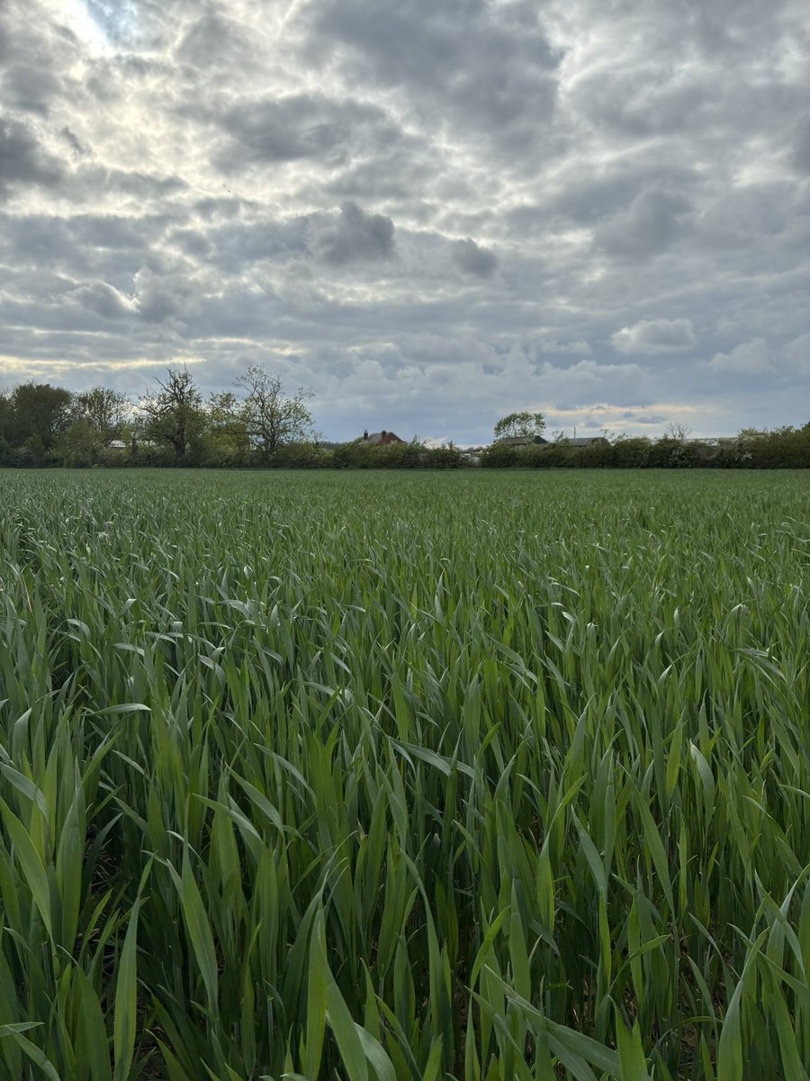 danieljack1991's tweet photo. T2 on the wheats coming up. Do you get thought of anymore for saving £ or cutting back. Simple answer no. May as well go belt and braces like the rest. Miravis or… ?🌾 https://t.co/dYnC1uQWSD