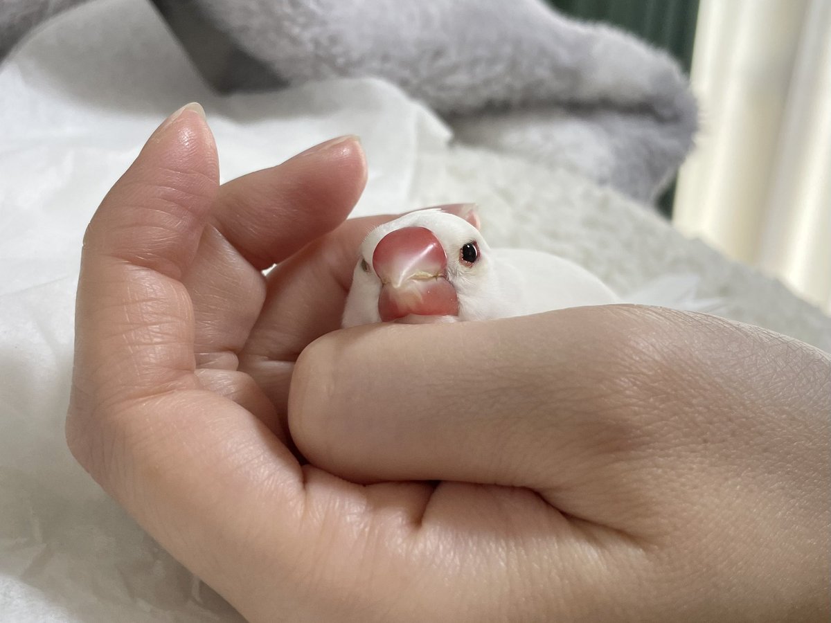 可愛すぎてファンタジーのいきものみたいだなと思うことがあります