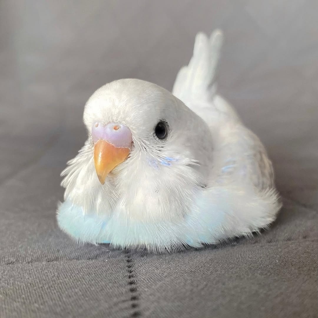 Birds Colour 🕊️ tweet media