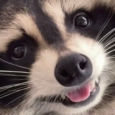Why you should have a Raccoon tweet media