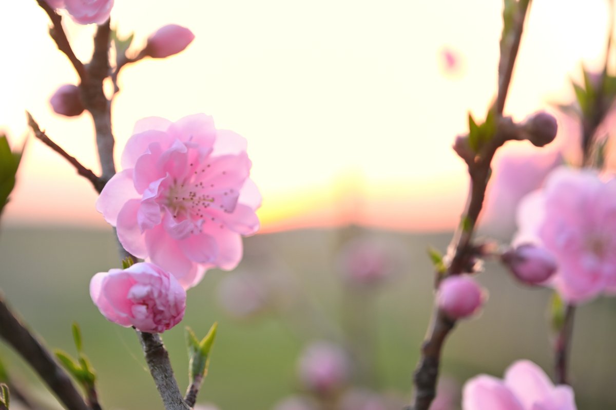 usukkey's tweet photo. 次は何の花かなぁ
#写真撮ってる人と繋がりたい
#ファインダー越しの私の世界
#キリトリセカイ
#東京カメラ部
#tokyocameraclub
#photo_travelers
#nikoncreaters
#nikon
#anatabi
#新潟旅マグ
#gataphoto
#niigatapic
#お気に入り新潟
#japan_of_insta
#ばっかいいね新潟
#新潟のコメジルシ
#z6Ⅲ https://t.co/FXQRojc7hM