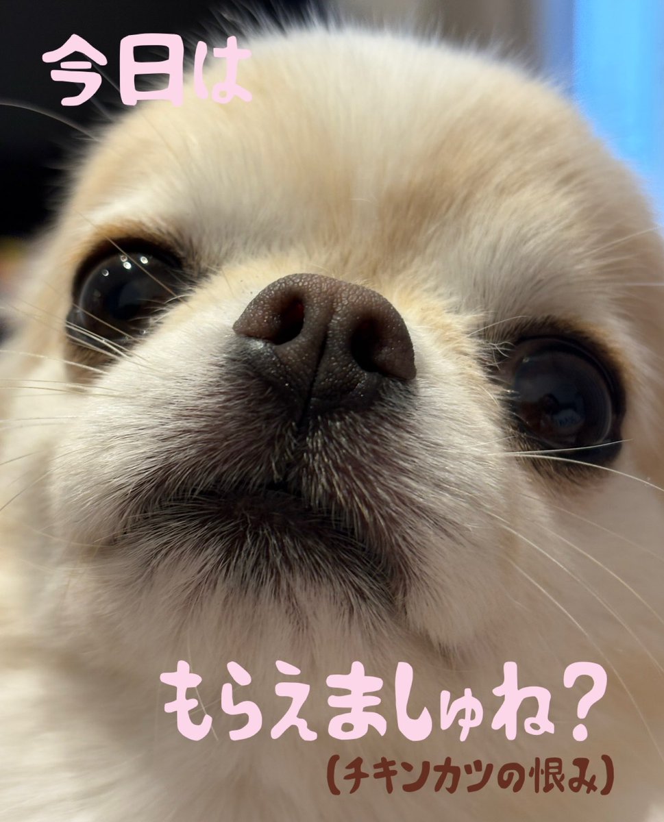 Latte@2027S tweet media