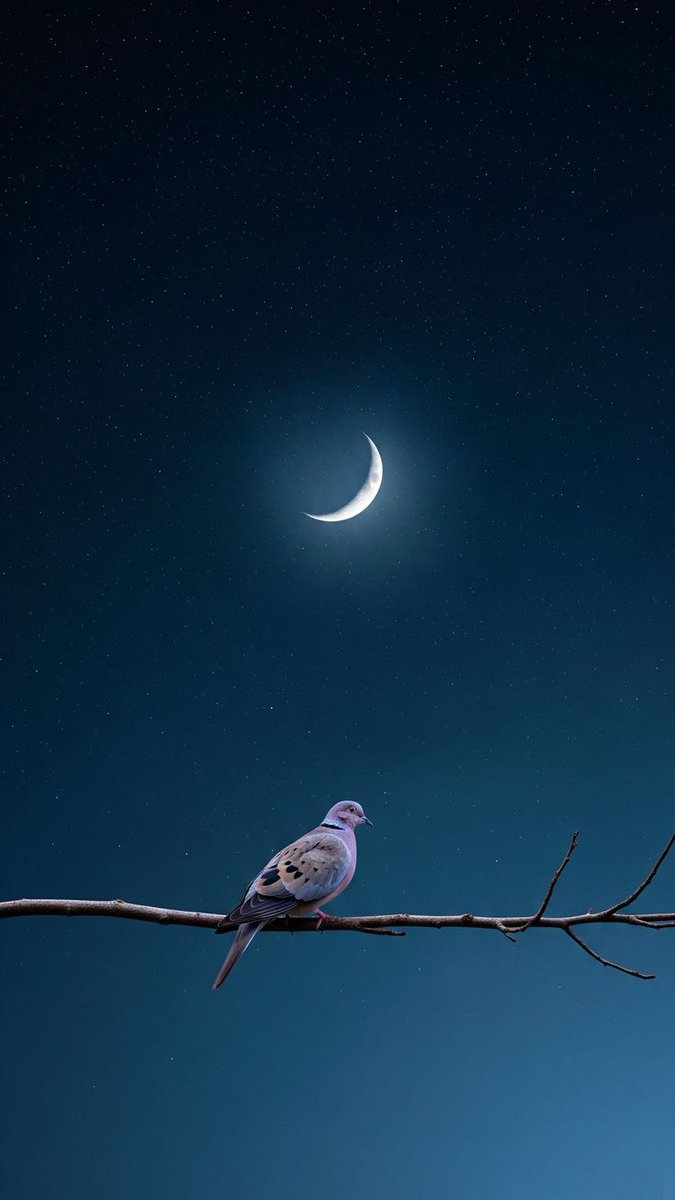 Birds Colour 🕊️ tweet media