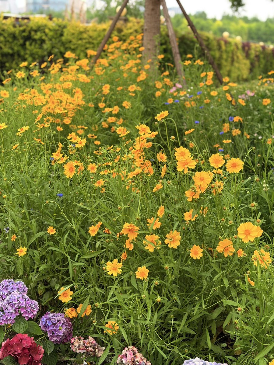 susuxian2024's tweet photo. “Gladly Nature’s love partake, Of Thee, sweet Daisy!”
—— William Wordsworth《To The Daisy》
欣然承接自然的爱意，你好，可爱的雏菊。#Shanghai #Daisy #shanghaispring https://t.co/5ndIW9MeRc
