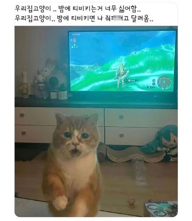 챱 tweet media