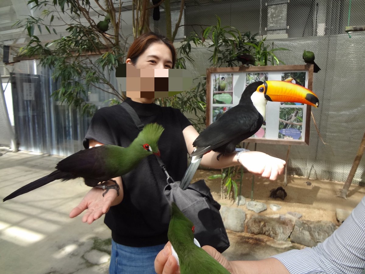 esuguruko's tweet photo. そういえば4月末頃に島根に遊びに行ってきました⛩️
外国人が多すぎなくて観光しやすかったです😅
あとフォーゲルパークはめちゃくちゃ楽しかったです🐥🌟 https://t.co/Y6xoA8d8hp