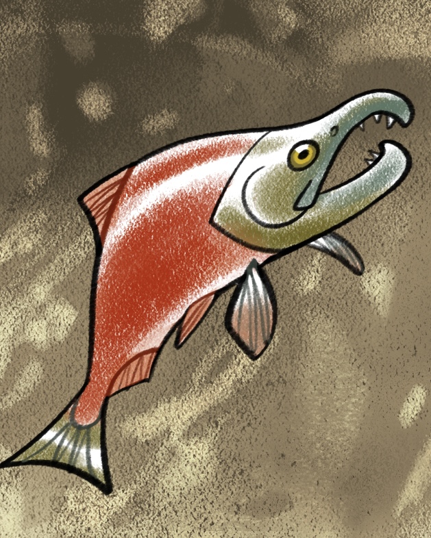 andreriveraart's tweet photo. "Go back to your roots." - The Sockeye Salmon #creaturecomfortsoracledeck  After spending their adult lives in the ocean, salmon return to their spawns upriver to breed. These migrations, called runs, feed many predator species and make salmon keystones in their ecoystem. https://t.co/b2K2Lsob3v