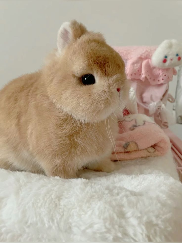 thepopularanimals tweet media