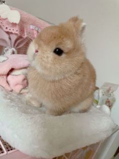 thepopularanimals tweet media