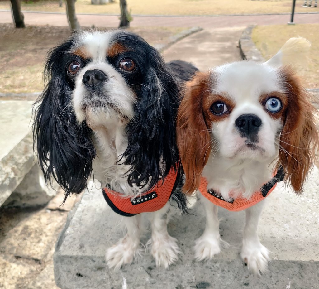 benihari27's tweet photo. きょうは #愛犬の日 だそ���なので
うちの天使たちをみてください
#キャバリア #愛犬 https://t.co/9MPVaiNsC0