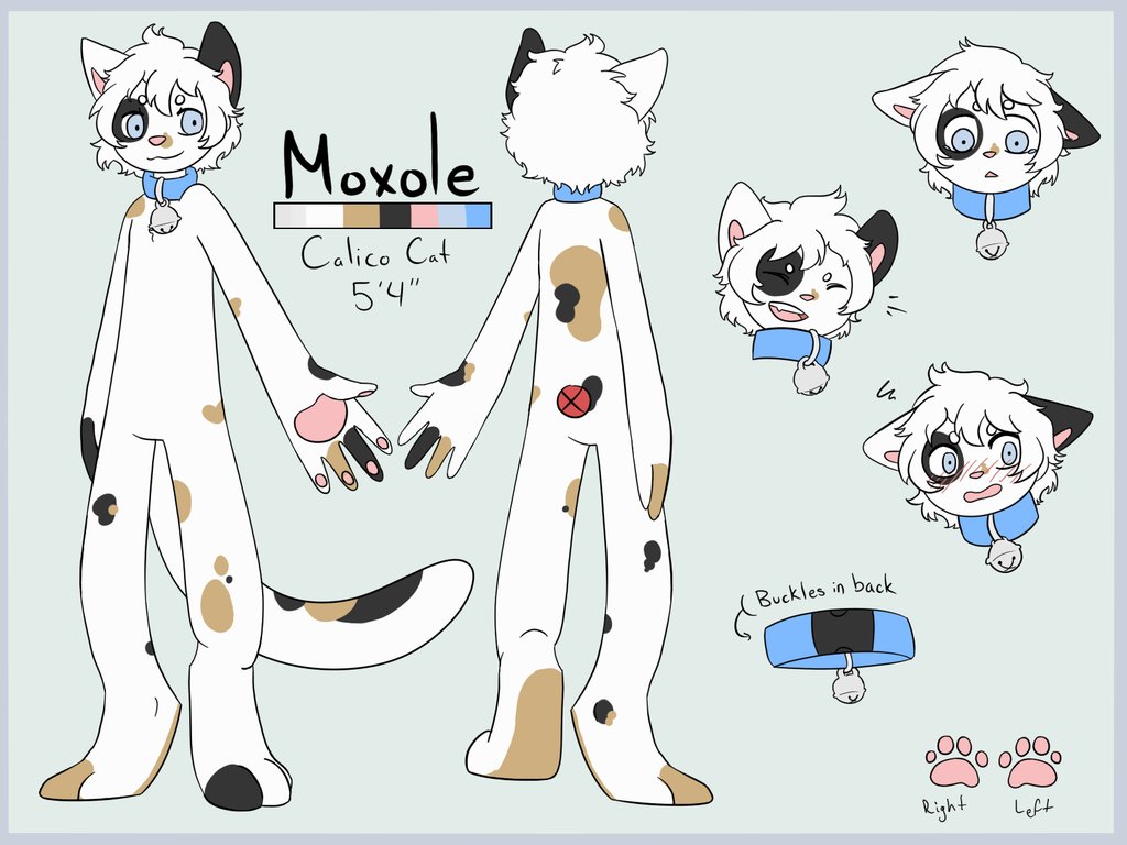 Moxole tweet media