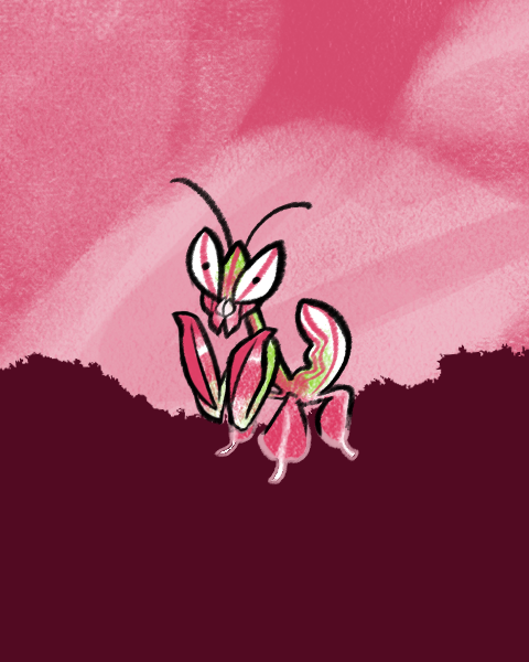 andreriveraart's tweet photo. "Obscure your intentions." - The Orchid Mantis #creaturecomfortsoracledeck 
Many mantids camouflage as vegetation like wood, leaves and flowers to hide from predators and ambush prey. Mantises also exhibit cannibalism on their own young, and even their mates when under stress. https://t.co/ei4mq1WflB