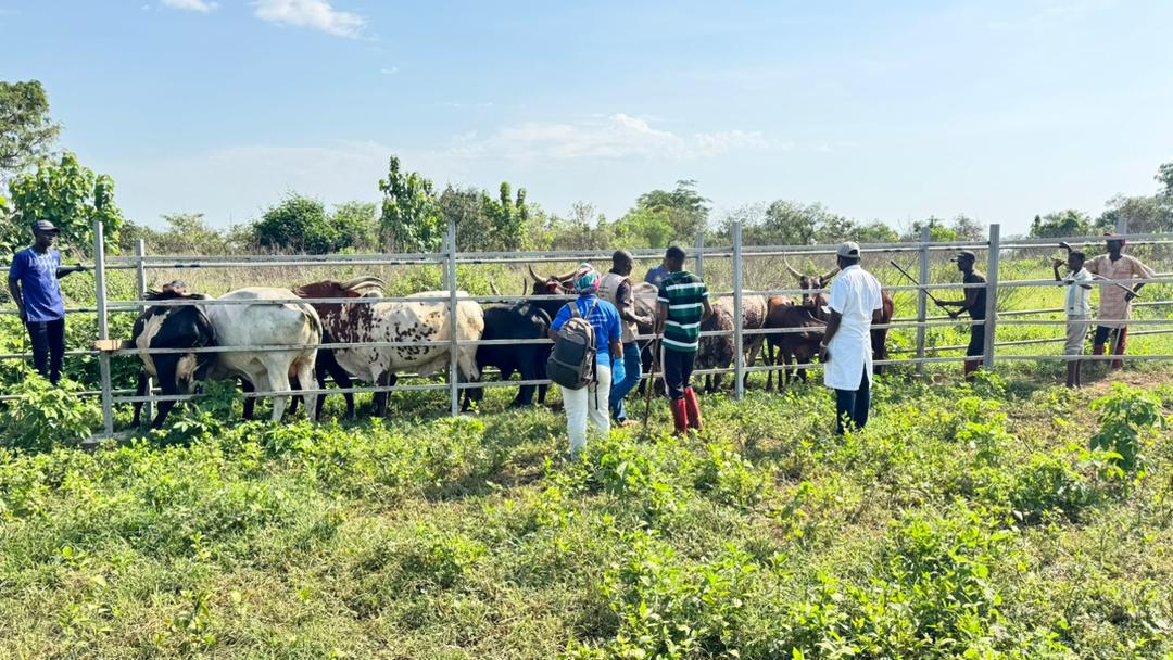 FAOCentrafrique's tweet photo. À #Damara, #Bambari et #Boali 🇨🇫, la #FAO et les services vétérinaires renforcent la lutte contre la fièvre de la vallée du Rift #FVR 🐄💉.
Environ 1500 ruminants vaccinés et 150 éleveurs et bouchers sensibilisés pr protéger les animaux, les communautés et les moyens d’existence. https://t.co/hkyRx9jMm8