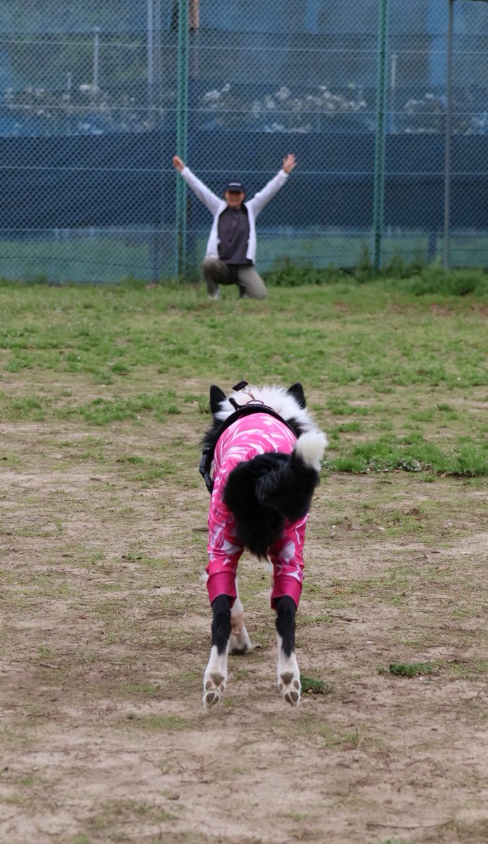 JewelMayuta's tweet photo. 「まて」
「おいで！」
可愛い後ろ姿🐕️🐾
#ボーダーコリー　
#BorderCollie
#1歳3ヶ月
#ぼたん https://t.co/AHUSyjuLo6