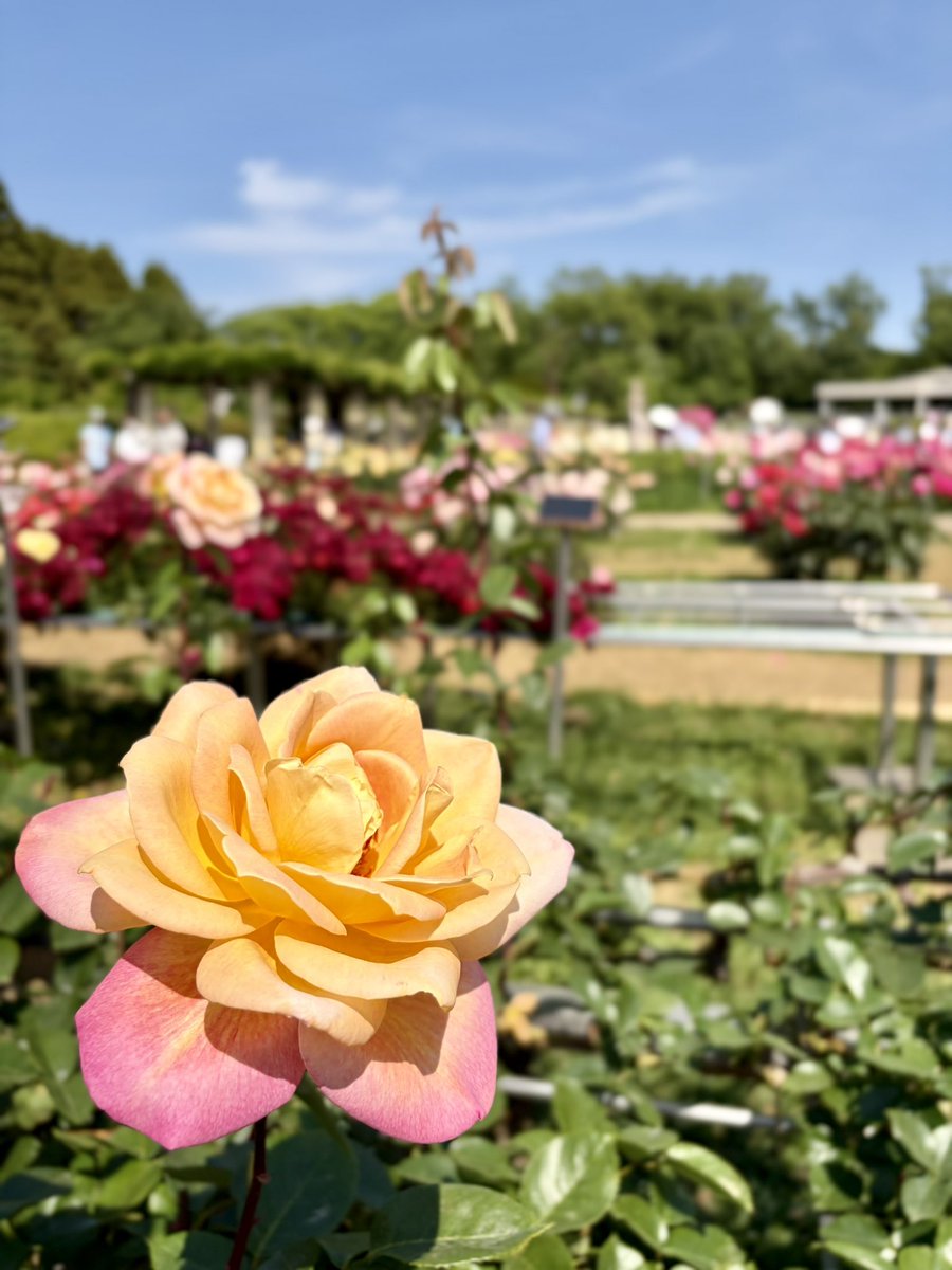 BnfChokko's tweet photo. 深大寺と神代植物公園におでかけ🌿
たまたまバラフェスタやっててどれも綺麗だった🥀✨ https://t.co/uy7tqLwaSW