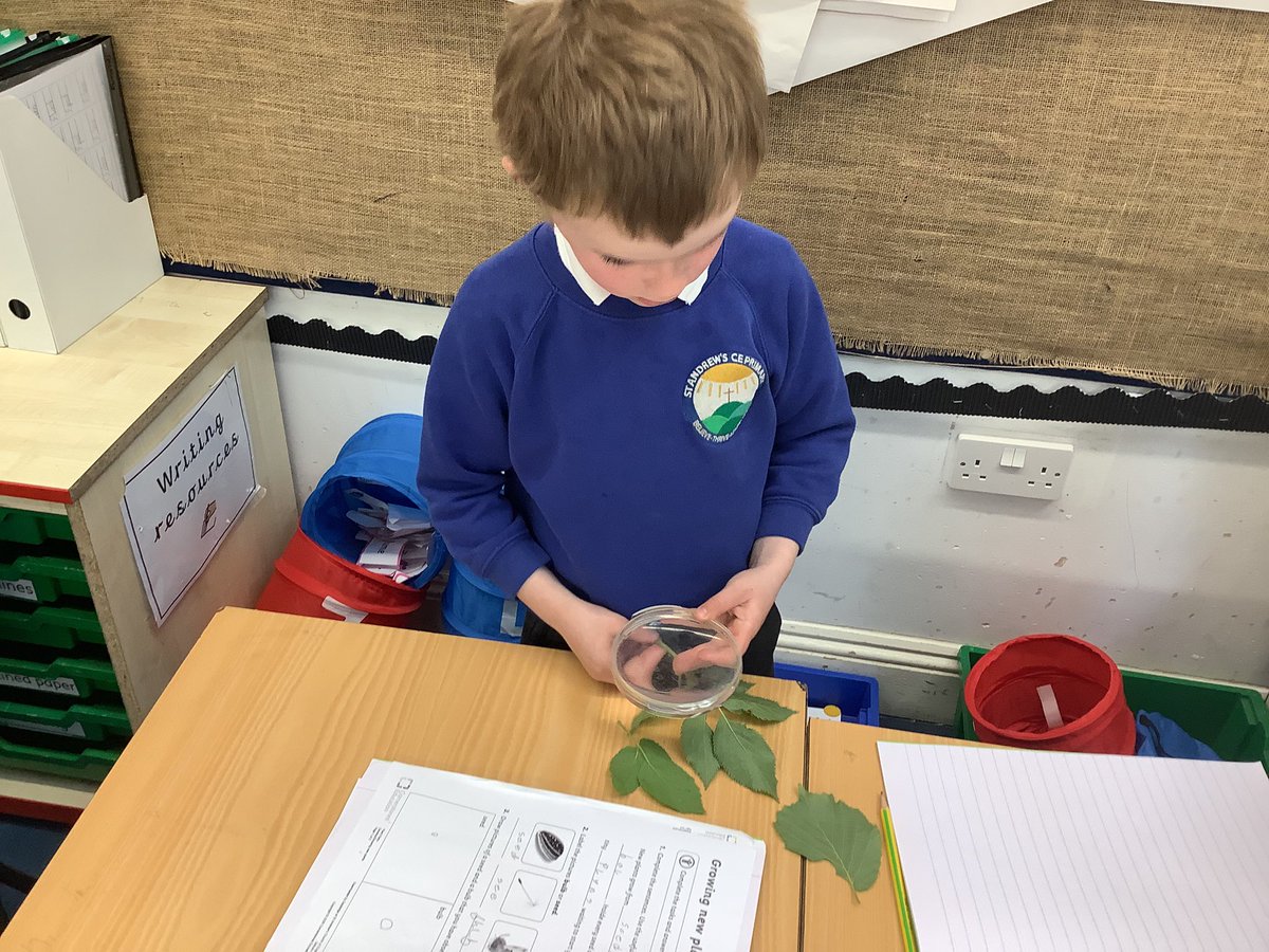SAPSRedSquirrel's tweet photo. We have been learning about leaves. We learned about the margins, veins and blades #science https://t.co/BDO35yv5Lq
