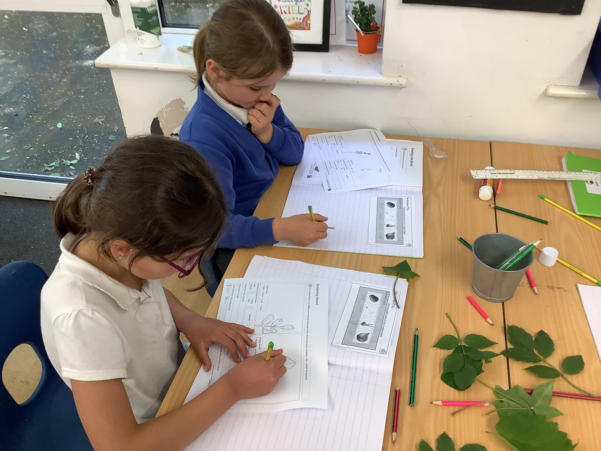 SAPSRedSquirrel's tweet photo. We have been learning about leaves. We learned about the margins, veins and blades #science https://t.co/BDO35yv5Lq