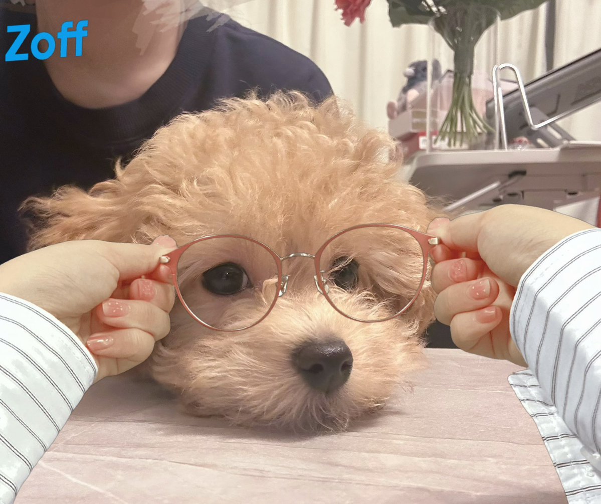 からあげという犬 tweet media