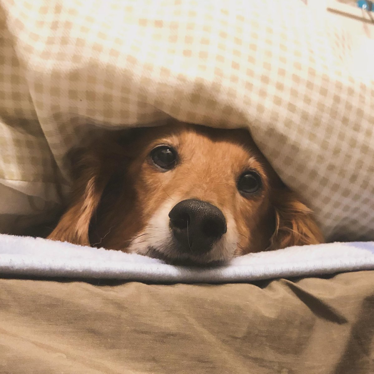 家に犬はもういませんが、愛犬は私の中にずっといます。

#愛犬の日 