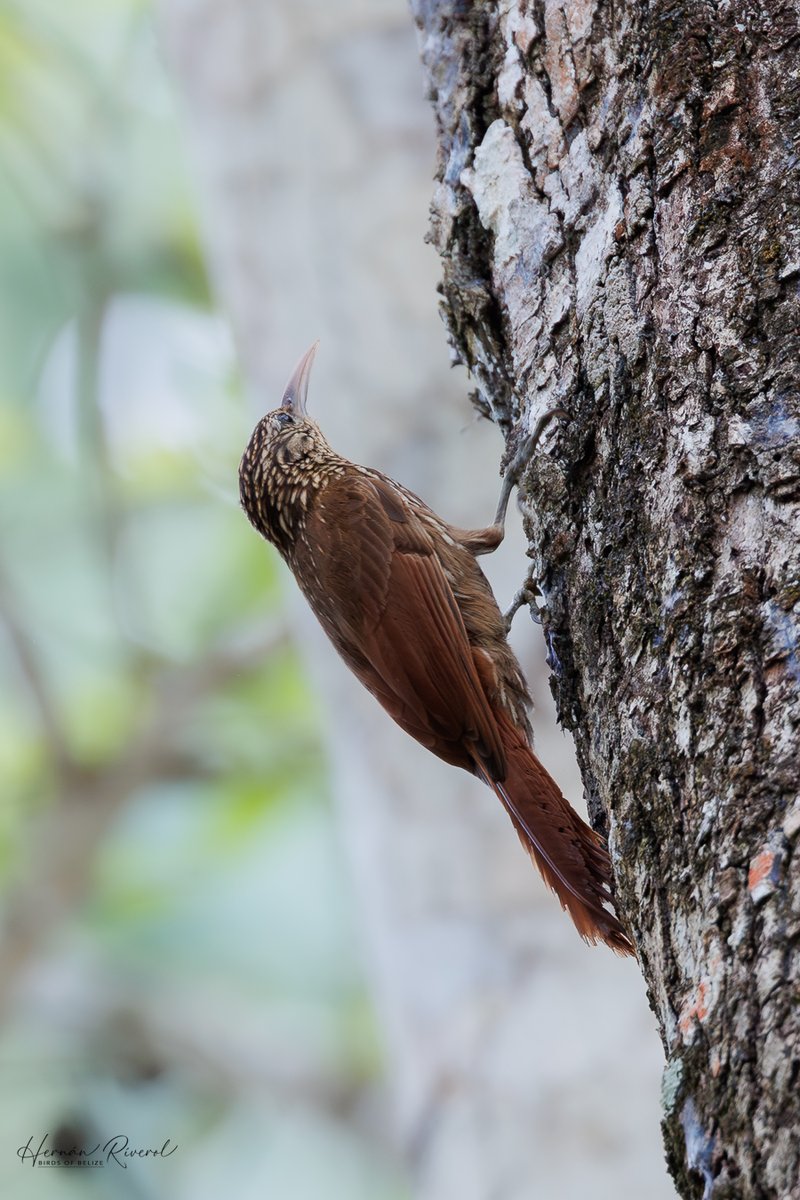hernanriverol's tweet photo. Streak-headed Woodcreeper (Lepidocolaptes souleyetii)
Flowers Bank Road, Belize
#BirdsofBelize #BirdsSeenIn2026 #birds #BirdsofX #birdwatching https://t.co/fvxvvx7aCy