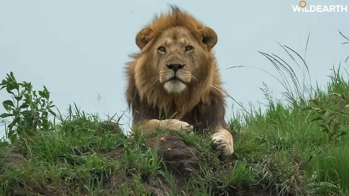 WildEarth tweet media