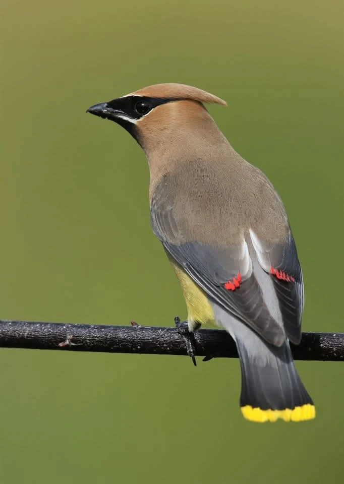 chuck_macklin's tweet photo. @Haolonggood Raptors fashioned after a Cedar Waxwing could look pretty cool... https://t.co/w9VvUjV0RD