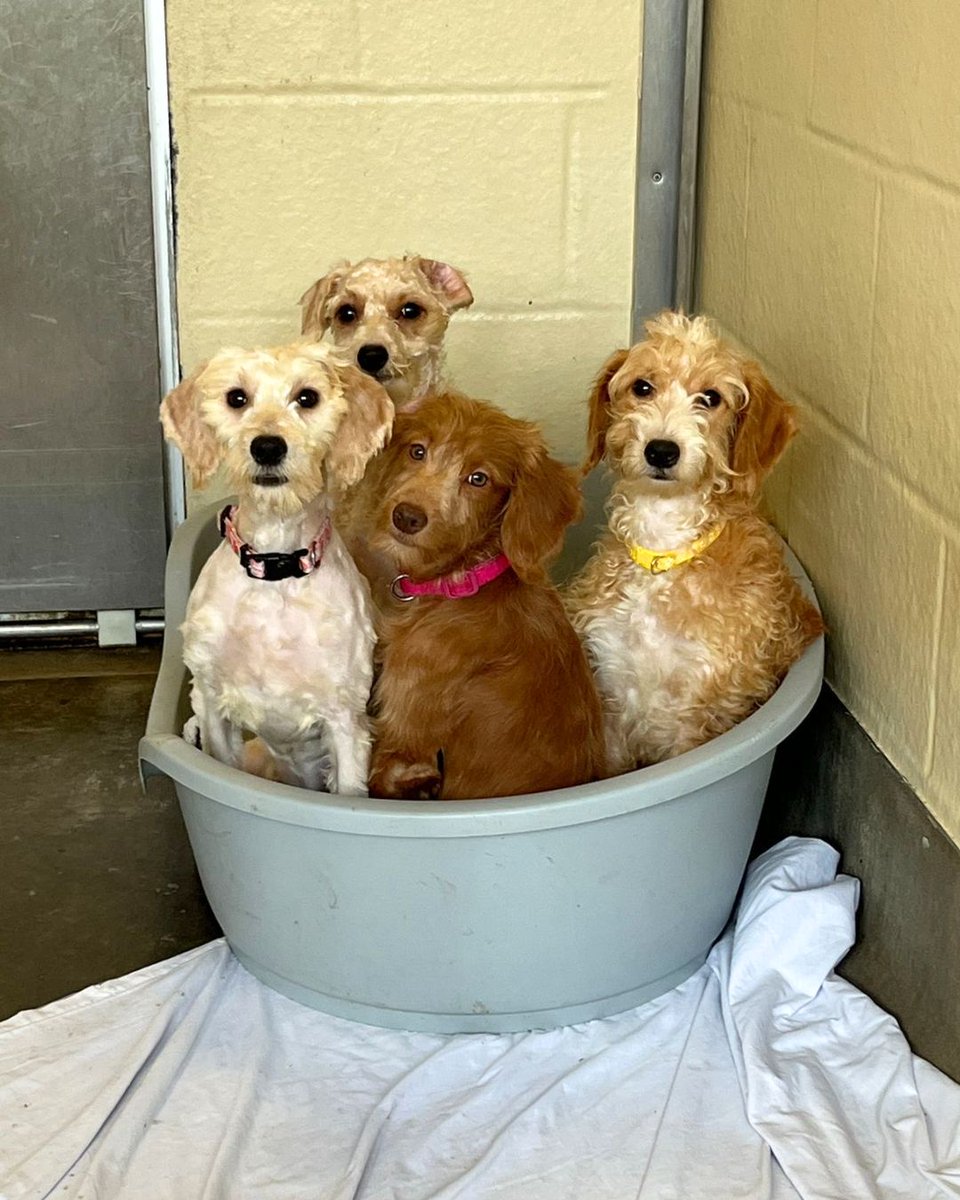 Dogs Trust 💛🐶 tweet media