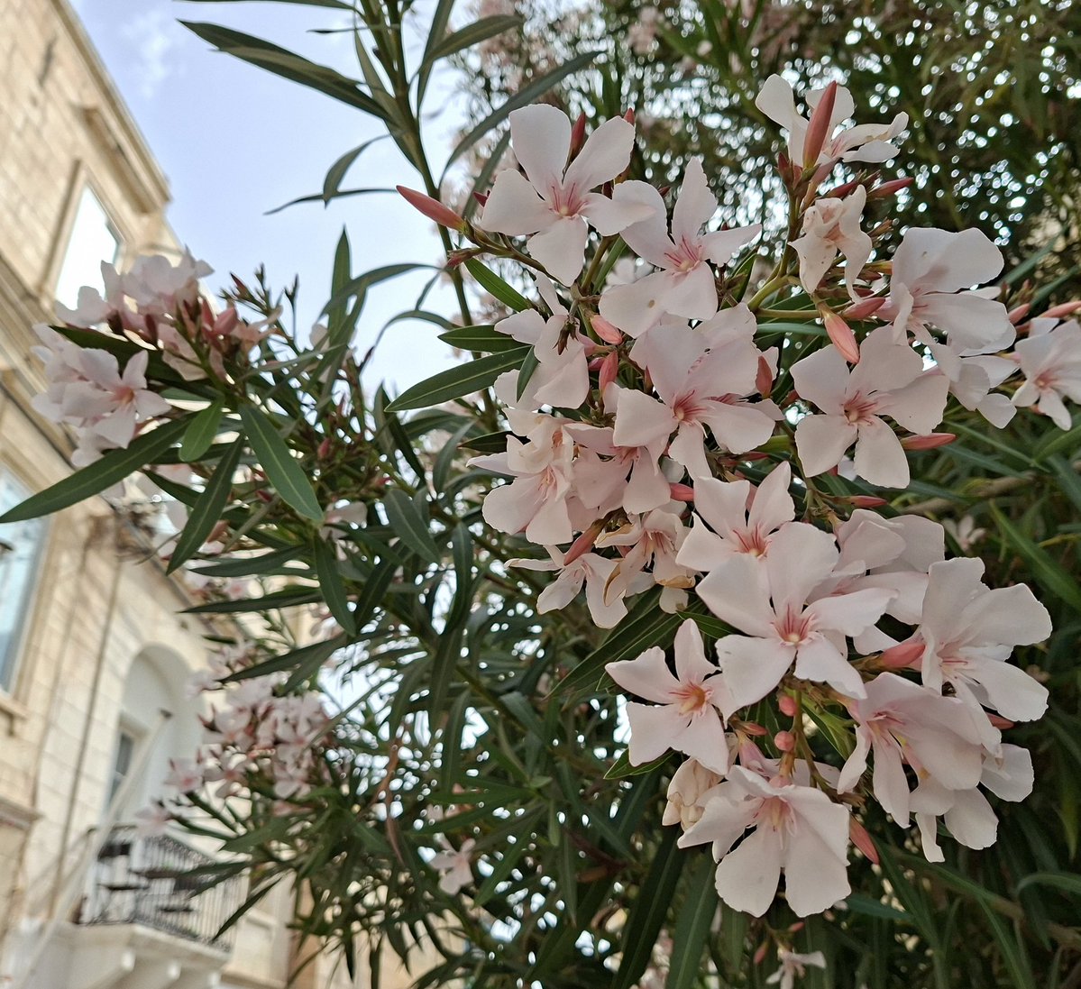 Malta Scene tweet media