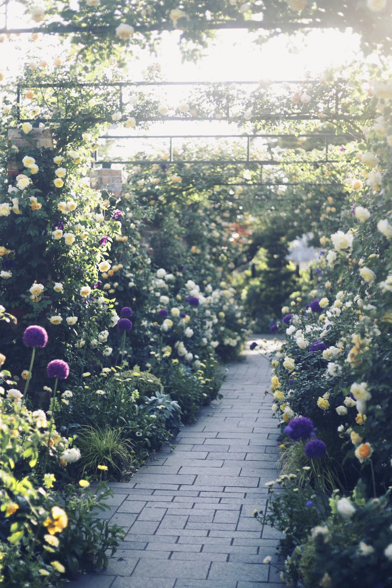 heijiro9's tweet photo. 港の見える丘公園の薔薇 https://t.co/TgKdkOo9VL