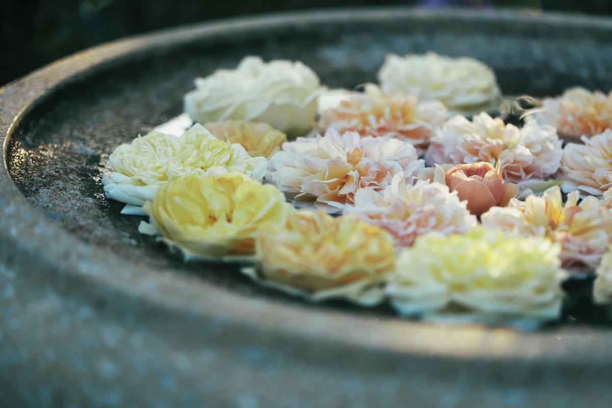 heijiro9's tweet photo. 港の見える丘公園の薔薇 https://t.co/TgKdkOo9VL