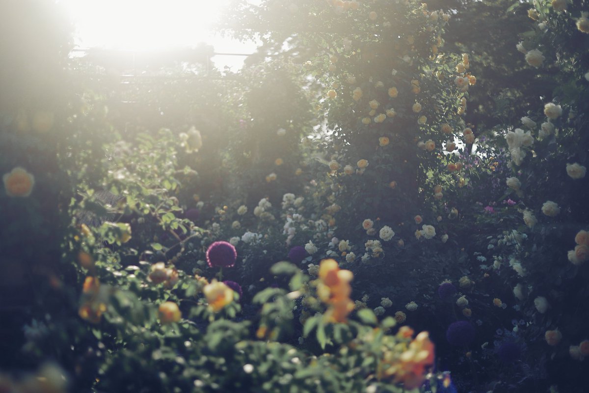 heijiro9's tweet photo. 港の見える丘公園の薔薇 https://t.co/TgKdkOo9VL
