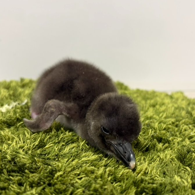 Sumida_Aquarium's tweet photo. ＼マゼランペンギンのきょうだいが誕生🎉／ 
4/30と5/4に、おもちとピーチの赤ちゃんが生まれました💕
名前は「きび」と「だんご」です🐧
 名前の由来など、詳しくはこちら👇
https://t.co/socKVQa7Ys https://t.co/HKl36UjE1D