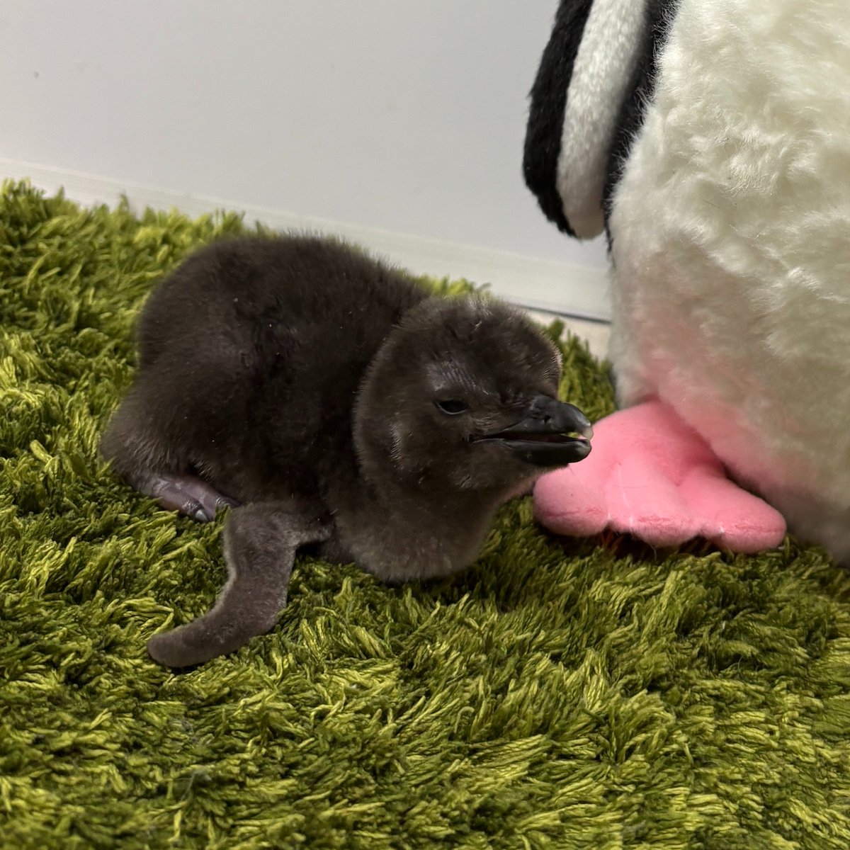 Sumida_Aquarium's tweet photo. ＼マゼランペンギンのきょうだいが誕生🎉／ 
4/30と5/4に、おもちとピーチの赤ちゃんが生まれました💕
名前は「きび」と「だんご」です🐧
 名前の由来など、詳しくはこちら👇
https://t.co/socKVQa7Ys https://t.co/HKl36UjE1D