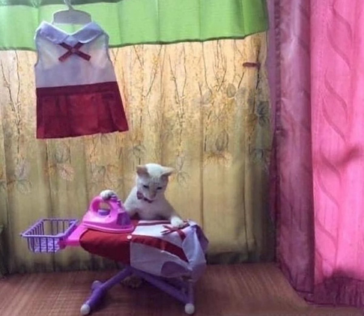 MeowPawRui tweet media