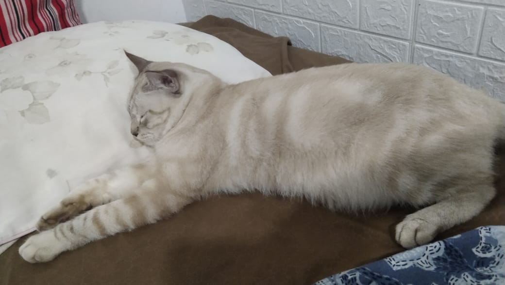 tuninutzz's tweet photo. Halo semuanyaa!! 🤍

Aku lagi cari rumah dan keluarga baru buat kucing gemas satu inii, Milo namanya 🐾

Untuk daerah Sidoarjo dan Surabaya ☀️

#openadopt #adopsikucing #kucingsurabaya #kucingsidoarjo https://t.co/CLbPne0FXf