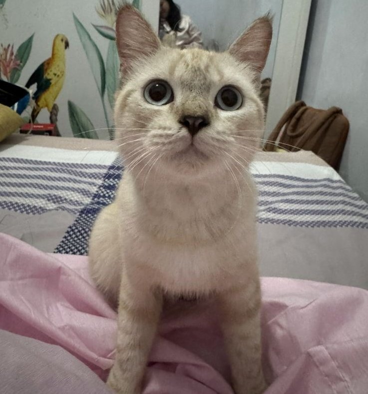 tuninutzz's tweet photo. Halo semuanyaa!! 🤍

Aku lagi cari rumah dan keluarga baru buat kucing gemas satu inii, Milo namanya 🐾

Untuk daerah Sidoarjo dan Surabaya ☀️

#openadopt #adopsikucing #kucingsurabaya #kucingsidoarjo https://t.co/CLbPne0FXf