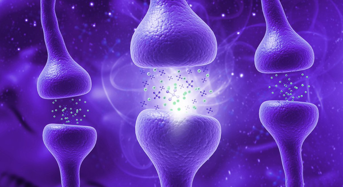 cgrpforum's tweet photo. Early-phase data presented at #AANAM 2026 suggest co-administering a novel anti-PACAP antibody with an approved #gepant for acute #migraine is well tolerated, with no adverse pharmacokinetic interactions reported. Read more >> https://t.co/4c2bQmrdDQ

#CGRP #neurologists #PACAP https://t.co/ETpInoZdsn