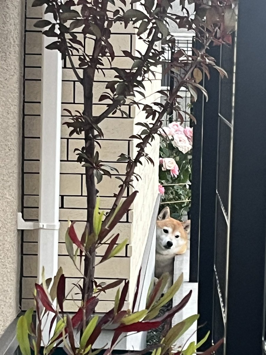 柴犬おとちゃん🐕6歳 (@0218_oto) / Posts / X