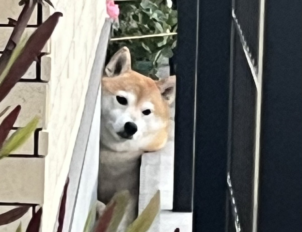 柴犬おとちゃん🐕6歳 (@0218_oto) / Posts / X