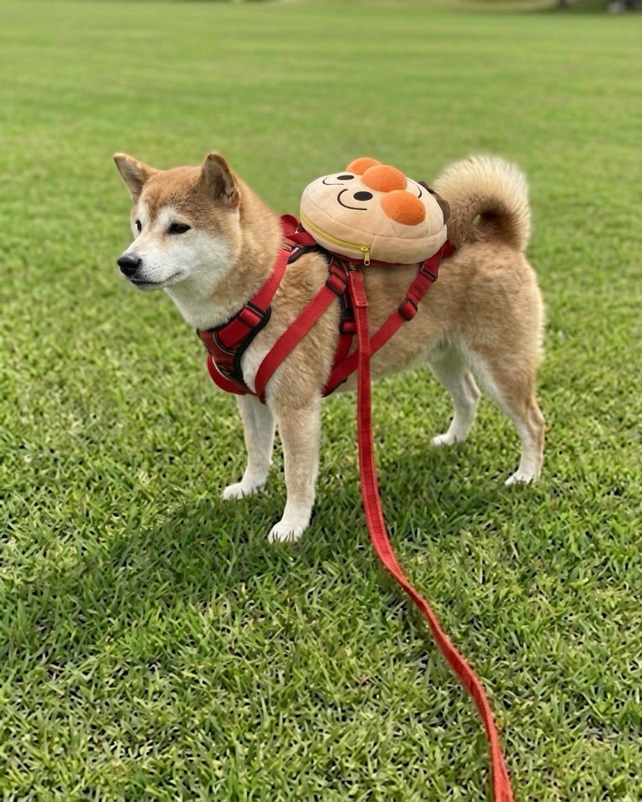 柴犬·͜·♡もも tweet media