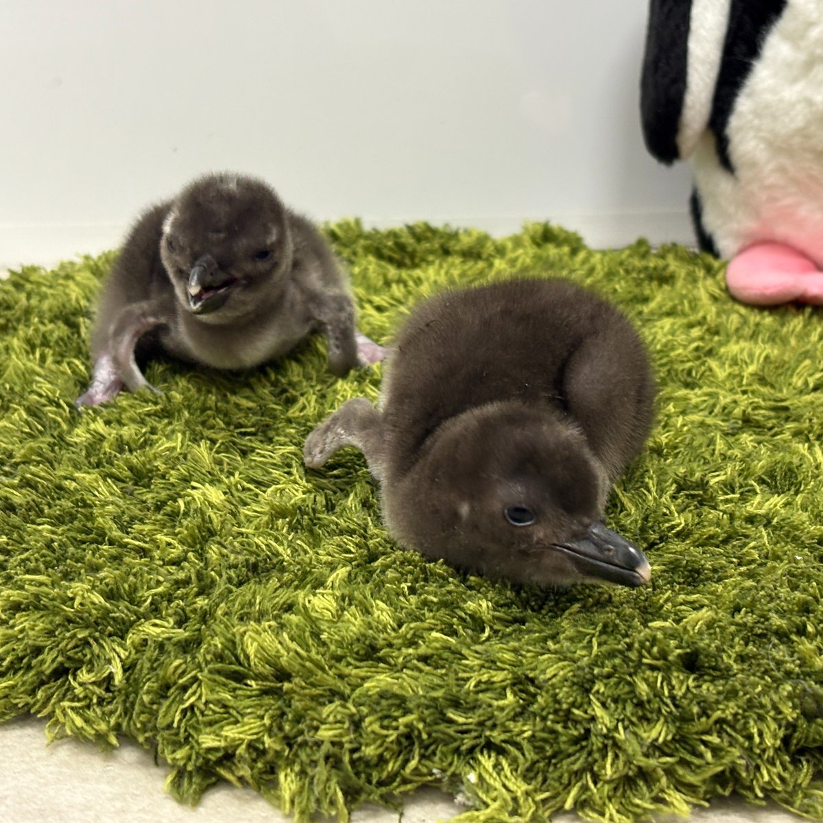ペンギン」トピック (@penguin1topi) / Posts / X