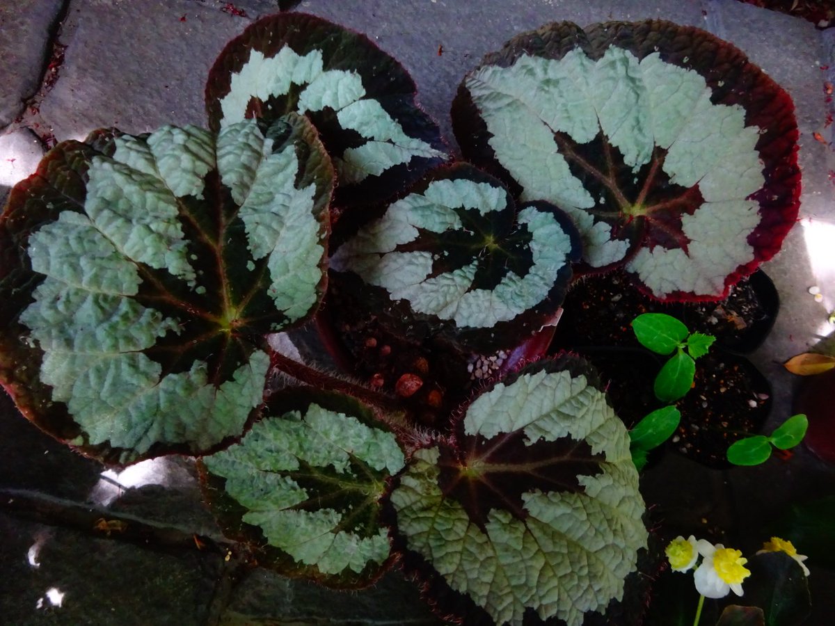 begonia_ysd's tweet photo. #ベゴニアレックス（アッサム産）
#Begoniarex （Assam,India）

古葉を切り落とし新葉だけにしてみました。根茎が斜上するため増し土が有効。根茎が土に触れた箇所から新たな根を伸ばします。 https://t.co/9FjDMzNA32